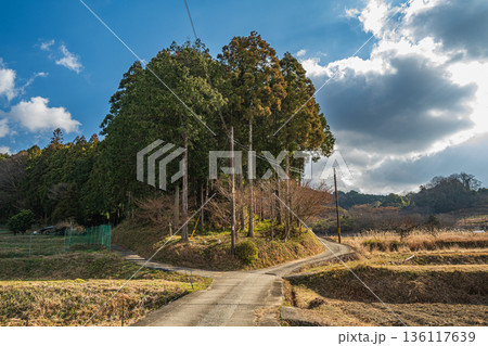 明日香村の冬の棚田風景　奈良県 136117639