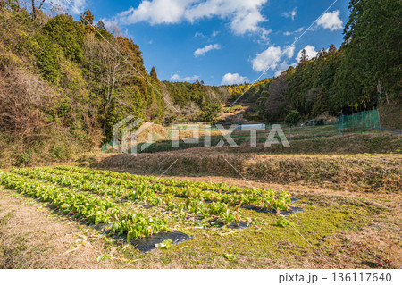 明日香村の冬の野菜畑　奈良県 136117640