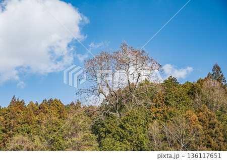 明日香村の冬の里山風景　奈良県 136117651