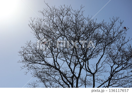 白く輝く太陽と青空と冬枯れの大樹の風景 136117657