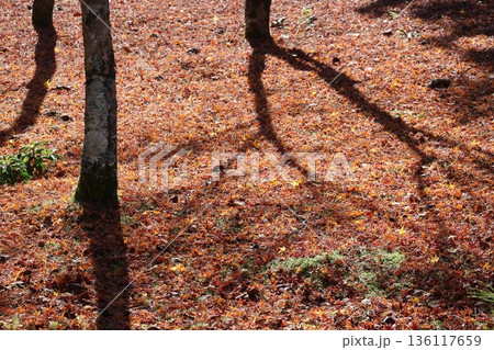 枯れ葉の落ち葉の絨毯の地面の上に木の影のある風景 枯れ葉の落ち葉の絨毯の地面の上に木の影のある風景 136117659