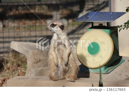 動物園のはかりの横にいるミーアキャットの風景 136117665