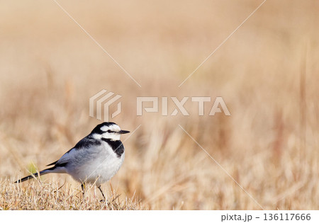 冬の河原にいるハクセキレイの雄 136117666