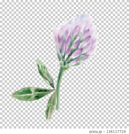 Lilac clover flower with three leaves,as a symbol of traditional folk medicine,herbal medicine for menopause,skin diseases,expectorant,anti inflammatory agent for bronchitis,coughs,colds 136117728