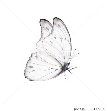 Delicate pale white butterfly in soft watercolor,symbolizing hope,transformation,gentle healing.Illustration in flowing washes,for mental health campaigns,wellness blogs,patient care design themes Delicate pale white butterfly in soft watercolor,symbolizing hope,transformation,gentle healing.Illustration in flowing washes,for mental health campaigns,wellness blogs,patient care design themes 136117734