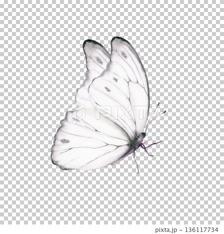 Delicate pale white butterfly in soft watercolor,symbolizing hope,transformation,gentle healing.Illustration in flowing washes,for mental health campaigns,wellness blogs,patient care design themes Delicate pale white butterfly in soft watercolor,symbolizing hope,transformation,gentle healing.Illustration in flowing washes,for mental health campaigns,wellness blogs,patient care design themes 136117734