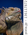 野毛山動物園のグリーンイグアナ 136117872
