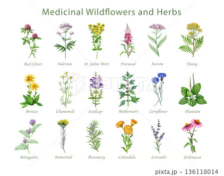 Medicinal wildflowers and herbs with names hand drawn watercolor illustration set. Blooming yarrow, motherwort, plantain, cornflower, chamomile, arnica wild plant elements on white background 136118014