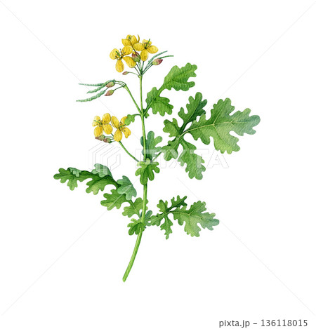 Greater celandine plant watercolor illustration. Hand drawn chelidonium majus medicinal plant vintage style botanical image. Celandine wildflower herbal natural remedy isolated on white background 136118015
