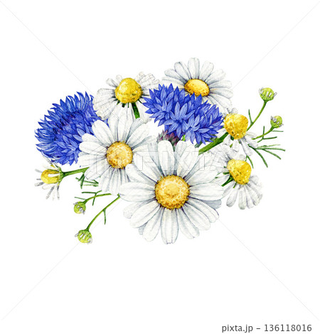 Chamomile blossoms with blue cornflowers decor vintage style watercolor illustration. Hand drawn wildflower meadow cornflower and chamomile flowers floral decoration element on white background 136118016