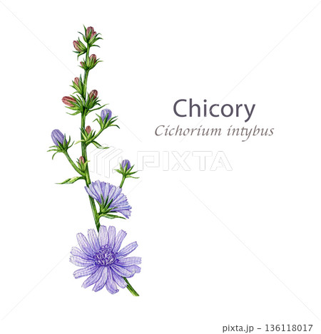 Chicory plant with flowers hand drawn watercolor botanical illustration on white background. Cichorium intybus wildflower vintage style image. Blooming chicory medicinal herb single stem isolated 136118017