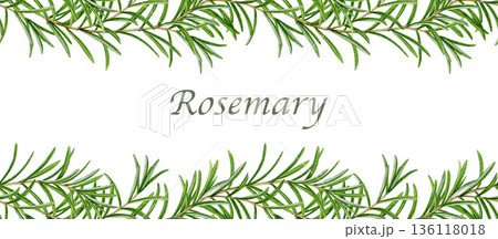 Rosemary herb seamless border decor element watercolor illustration isolated on white background. Fresh rosemary plant frame decor for culinary, seasoning, aromatherapy and medicinal design 136118018