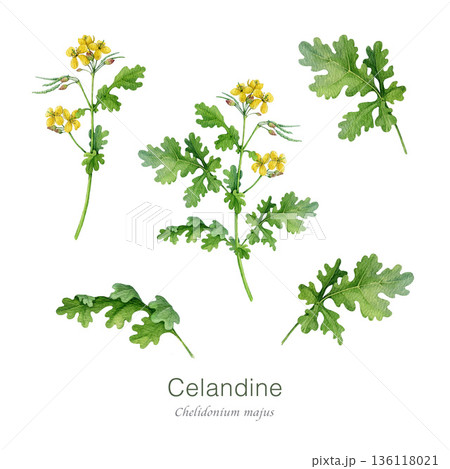 Greater celandine plant watercolor illustration set. Hand drawn chelidonium majus medicinal plant, flower, leaves vintage style image. Celandine wildflower herbal natural remedy on white background Greater celandine plant watercolor illustration set. Hand drawn chelidonium majus medicinal plant, flower, leaves vintage style image. Celandine wildflower herbal natural remedy on white background 136118021