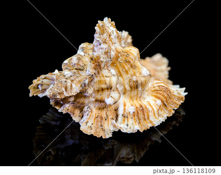 Foliated Thorn Purpura Murex Shell Isolated On Black Background Foliated Thorn Purpura Murex Shell Isolated On Black Background 136118109