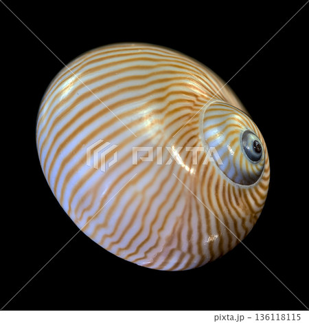 Spiral Lined Moon Snail Shell Specimen Isolated On Black Background 136118115