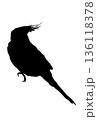 天井を見上げるオカメインコのシルエット 136118378