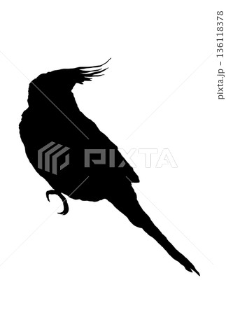 天井を見上げるオカメインコのシルエット 天井を見上げるオカメインコのシルエット 136118378