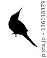 振り向くオカメインコのシルエット 136118379