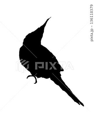 振り向くオカメインコのシルエット 振り向くオカメインコのシルエット 136118379