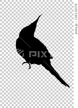 一隻玄鳳鸚鵡轉身的剪影 一隻玄鳳鸚鵡轉身的剪影 136118379
