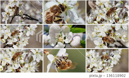 Detailed collage of honeybee activity on fruit tree blossoms, symbolizing pollination, growth, and food production. Detailed collage of honeybee activity on fruit tree blossoms, symbolizing pollination, growth, and food production. 136118902