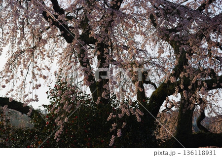 春の長野県南信州の野山では、梅や桜・ツツジの花があちこちで咲いています。 春の長野県南信州の野山では、梅や桜・ツツジの花があちこちで咲いています。 136118931