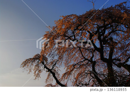 春の長野県南信州の野山では、梅や桜・ツツジの花があちこちで咲いています。 136118935