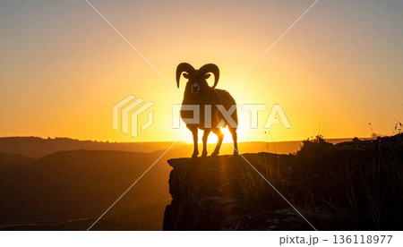 夕焼けを背景に正面を向く角羊のシルエット 136118977