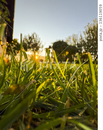 Low angle view of fresh green grass illuminated by warm golden hour sunlight in a quiet backyard, symbolizing spring renewal, seasonal change, natural rebirth and a calm outdoor lifestyle Low angle view of fresh green grass illuminated by warm golden hour sunlight in a quiet backyard, symbolizing spring renewal, seasonal change, natural rebirth and a calm outdoor lifestyle 136119059