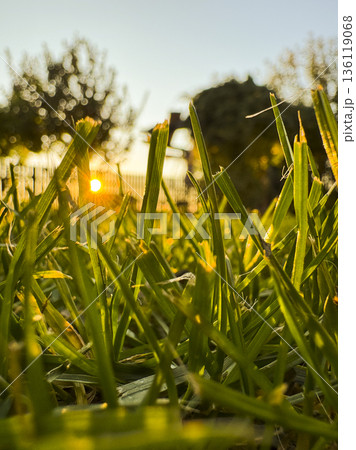 Low angle spring garden scene with fresh green lawn and warm evening sun, representing new beginnings, seasonal change, harmony and a calm rural lifestyle 136119068