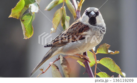 Full-body shot of a male House Sparrow (Passeridae) Full-body shot of a male House Sparrow (Passeridae) 136119209