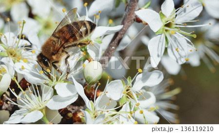 High-resolution, side-view macro of a Western honey bee (Apis mellifera) foraging on a profusion of delicate white blossoms on a woody spring branch. High-resolution, side-view macro of a Western honey bee (Apis mellifera) foraging on a profusion of delicate white blossoms on a woody spring branch. 136119210