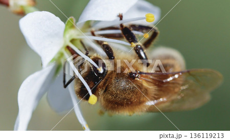 Nature image focused on the hard work of a honeybee in spring. This detailed shot is perfect for illustrating concepts of environmentalism, biodiversity, sustainable agriculture. Nature image focused on the hard work of a honeybee in spring. This detailed shot is perfect for illustrating concepts of environmentalism, biodiversity, sustainable agriculture. 136119213