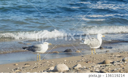 Two adult gulls with bright yellow legs and bills stand on a wide, pebbled beach near the waterline. 136119214
