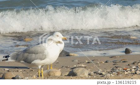 Two majestic gulls posing together on a peaceful, rocky beach. The soft-focus background highlights the power of the incoming sea foam and clear ocean water. 136119215