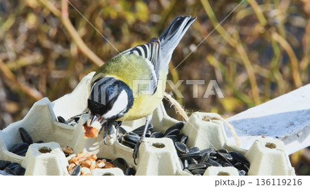 Wildlife photograph showcasing a resourceful Great Tit utilizing a simple, sustainable bird feeder filled with sunflower seeds and nuts. Wildlife photograph showcasing a resourceful Great Tit utilizing a simple, sustainable bird feeder filled with sunflower seeds and nuts. 136119216