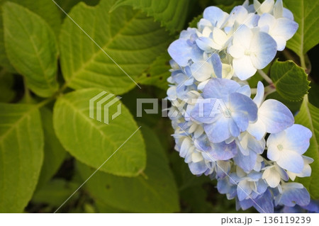 紫陽花、6月、梅雨、青 136119239