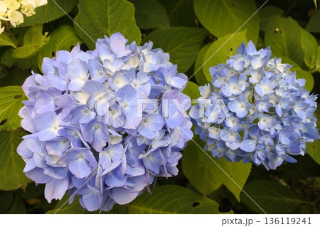 紫陽花、6月、梅雨、青 紫陽花、6月、梅雨、青 136119241