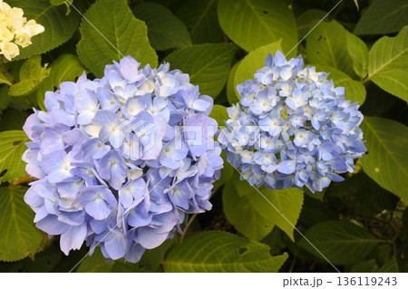 紫陽花、6月、梅雨、青 紫陽花、6月、梅雨、青 136119243