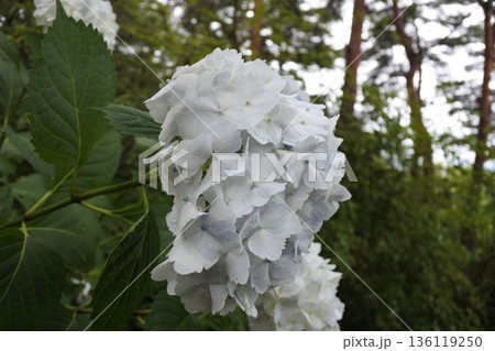 紫陽花、6月、梅雨、青 紫陽花、6月、梅雨、青 136119250