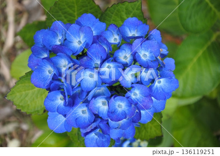 紫陽花、6月、梅雨、青 紫陽花、6月、梅雨、青 136119251