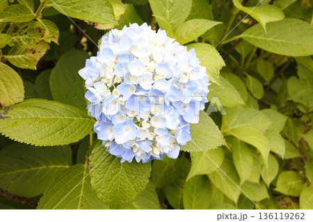 紫陽花、6月、梅雨、青 紫陽花、6月、梅雨、青 136119262