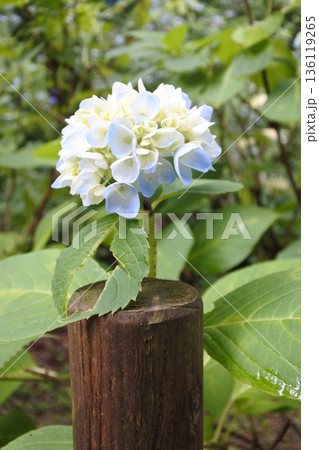 紫陽花、6月、梅雨、青 紫陽花、6月、梅雨、青 136119265