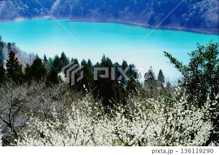 春の下久保ダム エメラルドグリーンの湖と白い花咲く山景色|群馬県 春の下久保ダム エメラルドグリーンの湖と白い花咲く山景色|群馬県 136119290