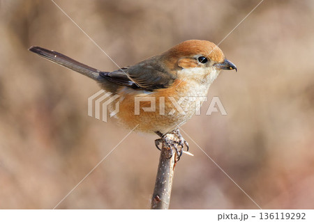 枝の先っぽに留まるモズの雌 枝の先っぽに留まるモズの雌 136119292
