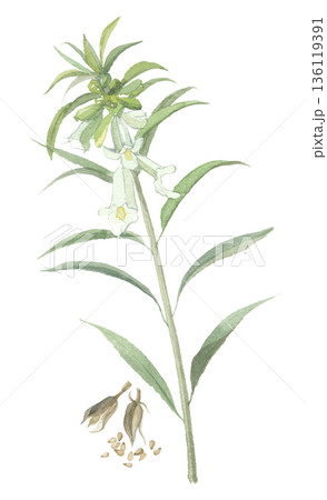 水彩で描いた胡麻の花と実 水彩で描いた胡麻の花と実 136119391