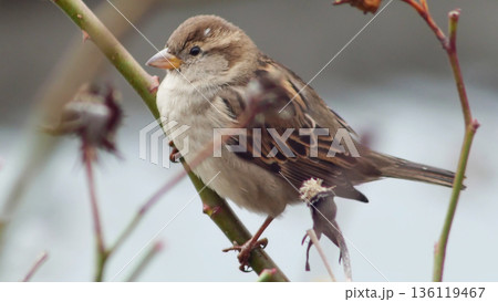 A charming portrait of a small, common sparrow resting on a bare winter branch. 136119467