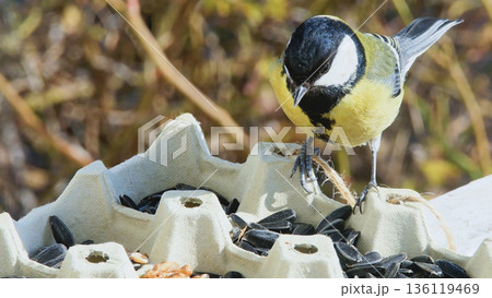 A sharp nature photograph of a small wild songbird, the Great Tit, feeding on seeds from an improvised feeder made of a recycled egg carton. A sharp nature photograph of a small wild songbird, the Great Tit, feeding on seeds from an improvised feeder made of a recycled egg carton. 136119469