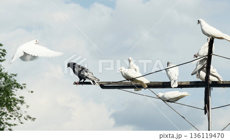 A striking contrast of a pure white dove in graceful flight next to a flock of resting pigeons on a wooden perch. The scene is set against a bright, partly cloudy sky. A striking contrast of a pure white dove in graceful flight next to a flock of resting pigeons on a wooden perch. The scene is set against a bright, partly cloudy sky. 136119470