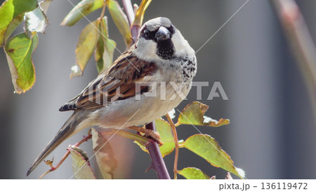 Front-facing shot of a handsome male House Sparrow with soft light illuminating its chest and face. 136119472